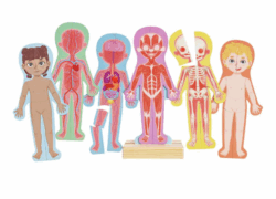 Hape Menschlicher Körper Magnetisches Puzzle